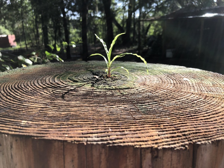 This plant growing out of the top of a wooden pole