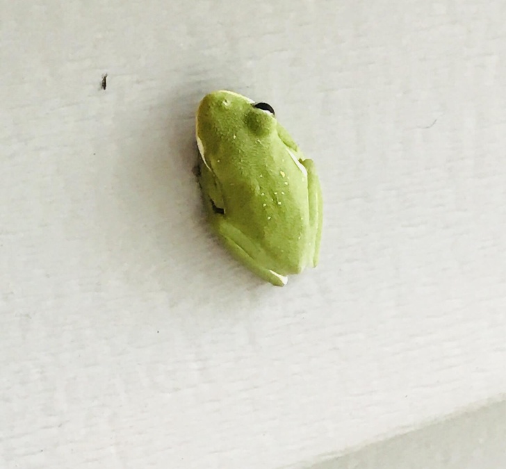 “This one-eyed frog that was hanging out on my porch”