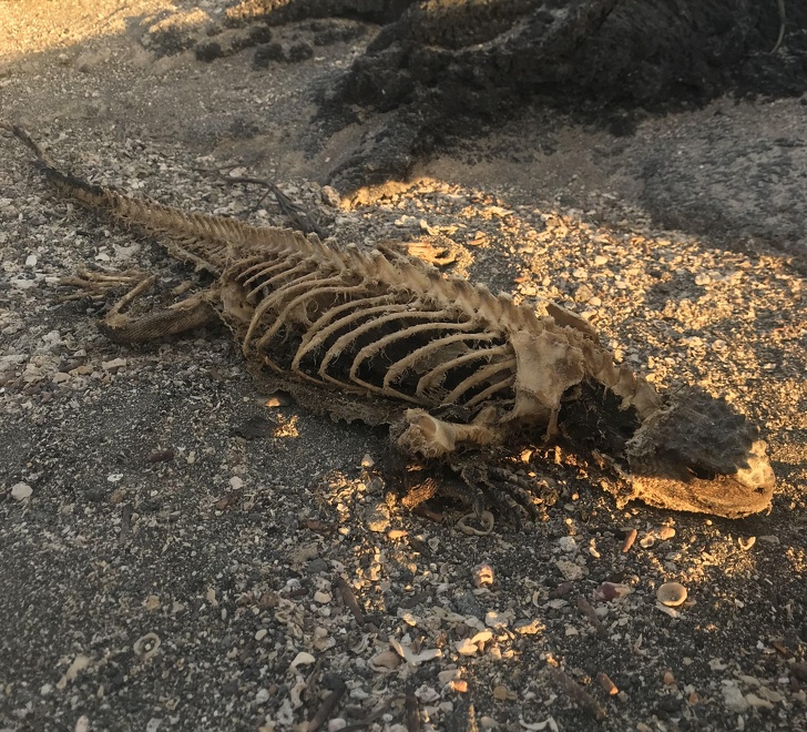 “This iguana carcass I found on a beach in the Galápagos Islands”