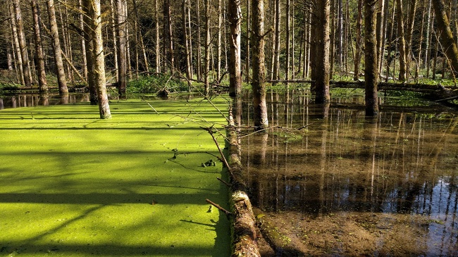 This fallen tree is holding back the duckweed.