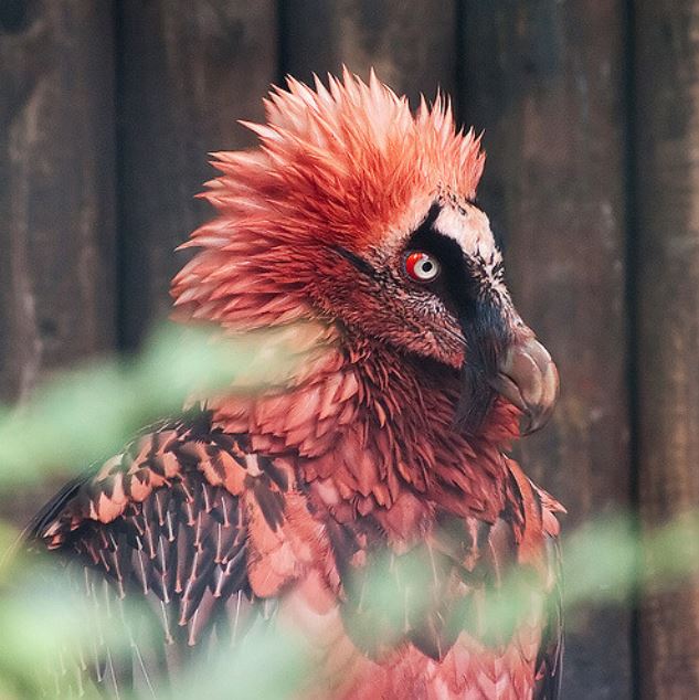 This is a Bearded Vulture that sometimes carries away lambs, calves, and even children!