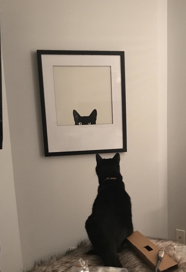 “Our cat is very confused with our new piece of art.”