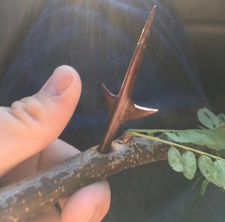 A huge “thorn in a tree” twig