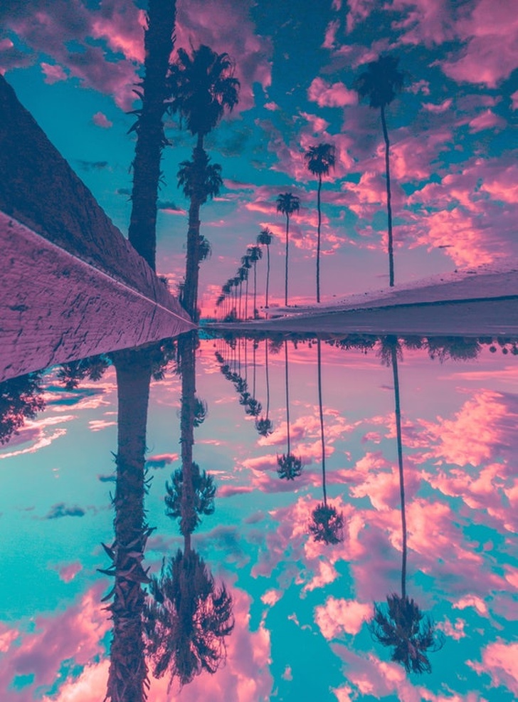 palm trees reflection