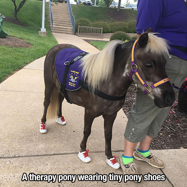 halter - 5 Atherapy pony wearing tiny pony shoes
