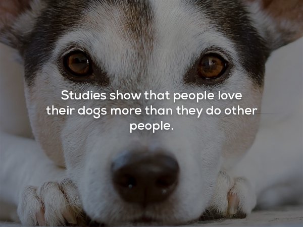 wtf facts - Studies show that people love their dogs more than they do other people.