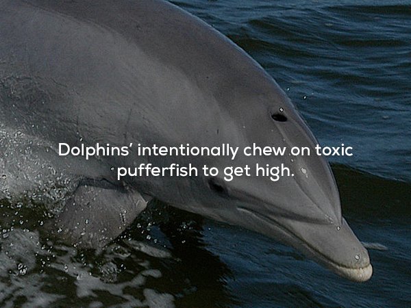wtf facts - bottlenose dolphin - Dolphins' intentionally chew on toxic pufferfish to get high.