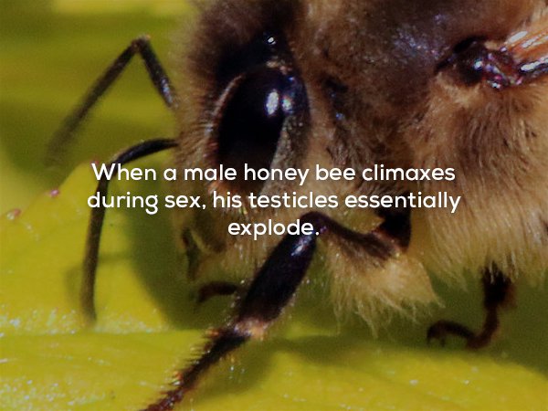 wtf facts - honey bees endangered 2017 - When a male honey bee climaxes during sex, his testicles essentially explode.