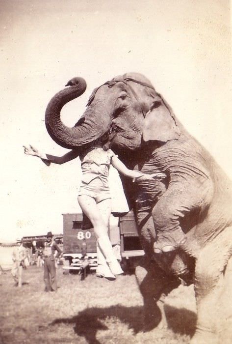 An elephant holds a circus performer in its mouth in the US in 1937.