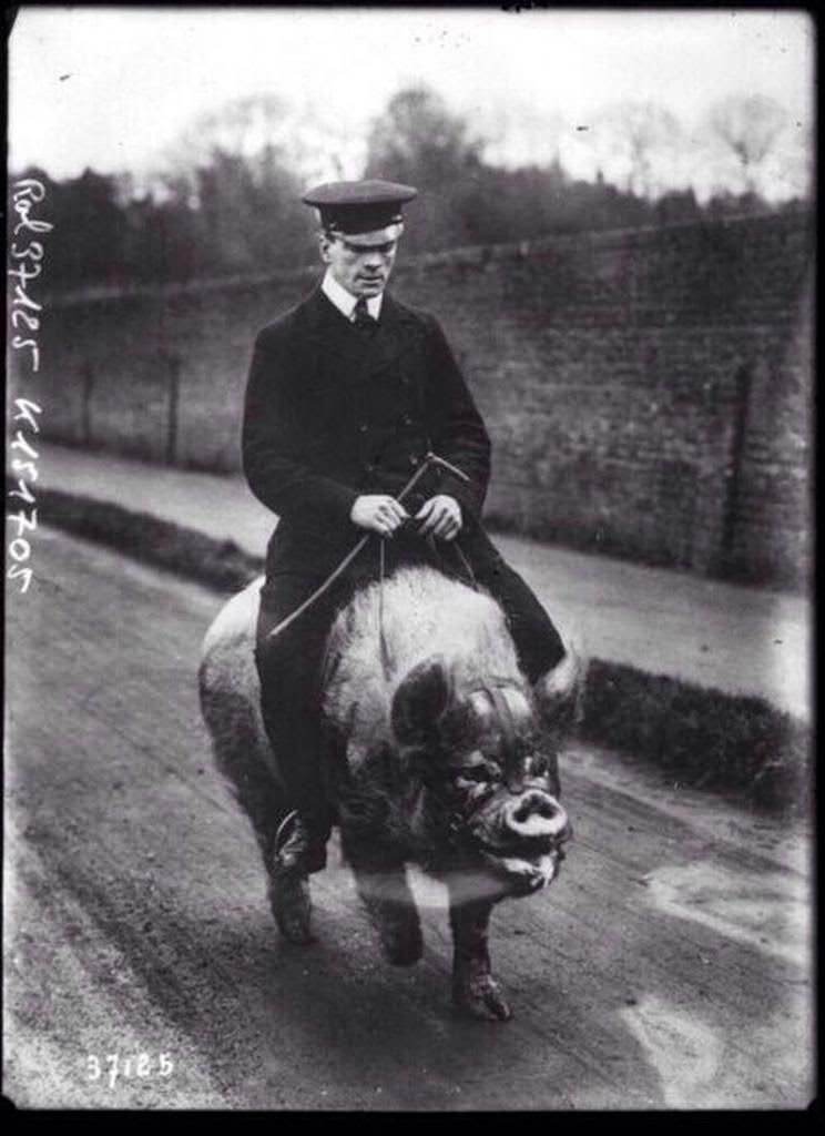 A man riding a pig at Wingfield's Menagerie, Ampthill, England, in 1903.