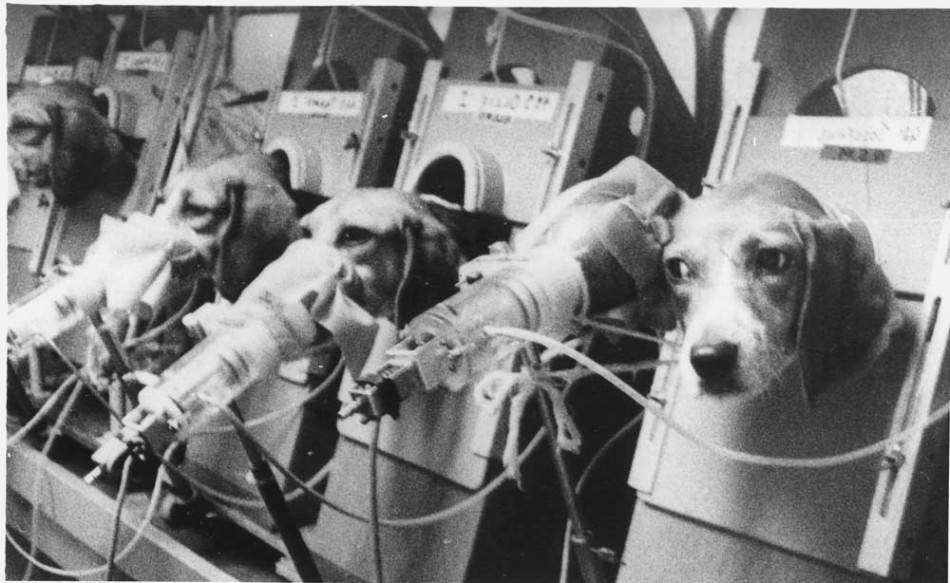 A test to determine the effects of smoking using beagles in the US in 1940.