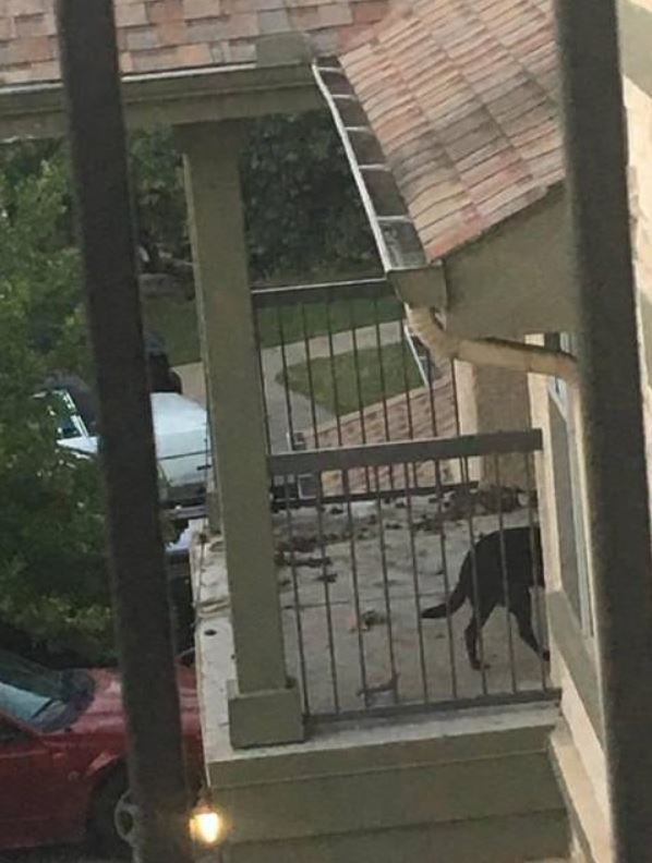 dog that is pooping all over someone's balcony