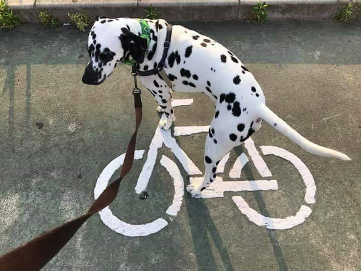 I spent 2 seconds teaching my dog how to ride a bike.