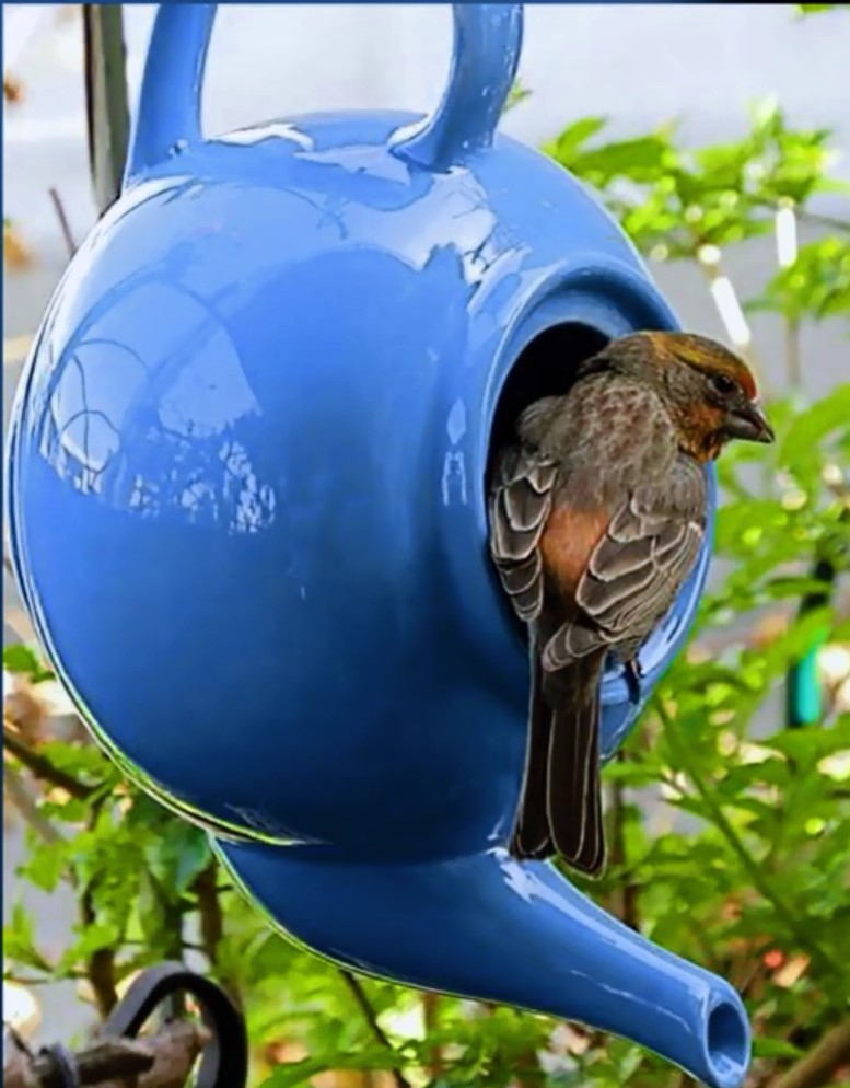 You can use a teapot to make a bird house