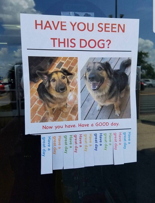 reddit made me smile - Have You Seen This Dog? Now you have. Have a Good day. Have a great day Have a great day Have a great day Have a great day Have a great day Have a great day Have a great day Have a great day Have a great day