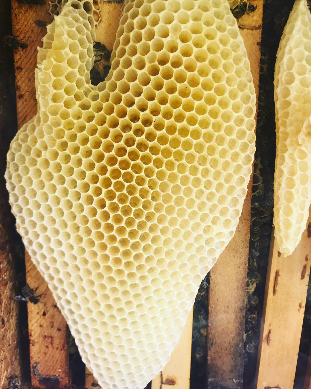 honeycomb oddly satisfied gif