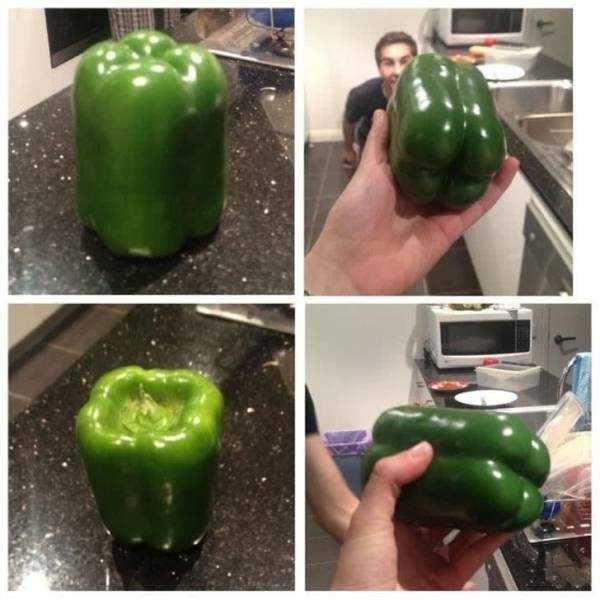 random pic perfect green bell pepper
