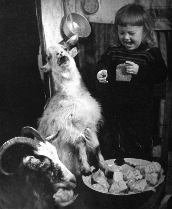 A kid feeds her pet goats in the US in 1948.