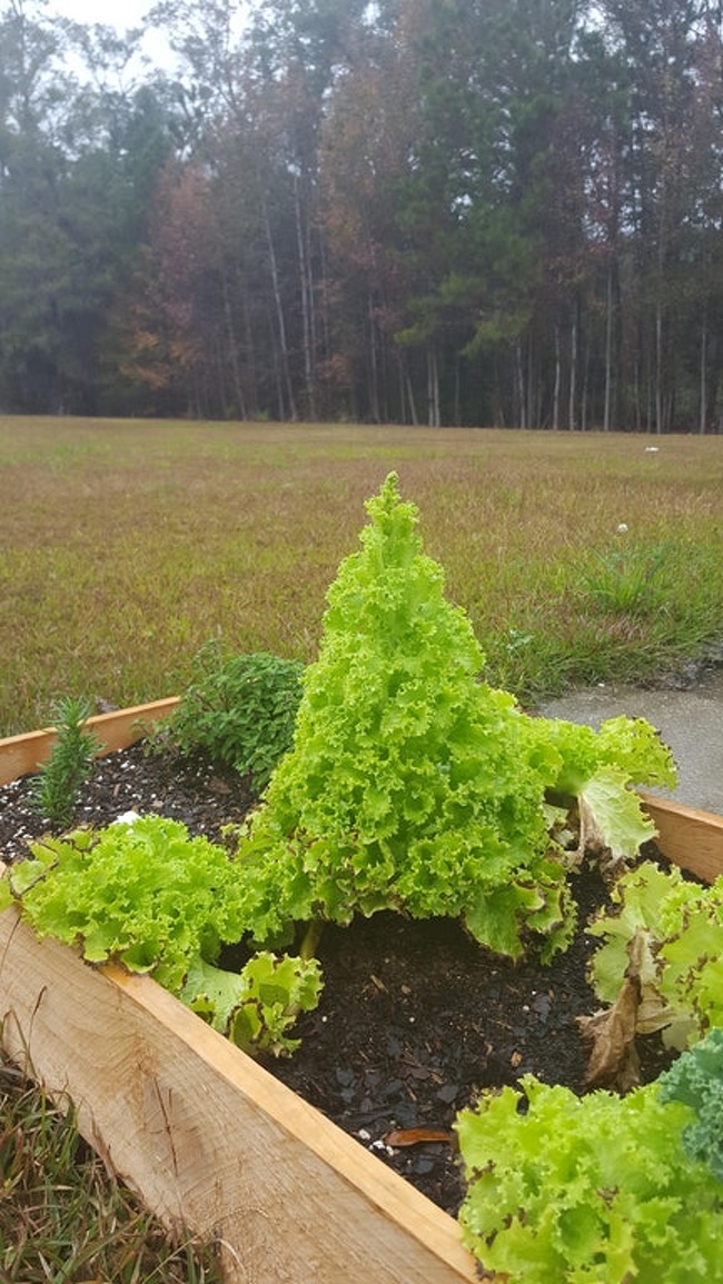 “I didn’t pick my lettuce and it grew into a mini Christmas tree.”
