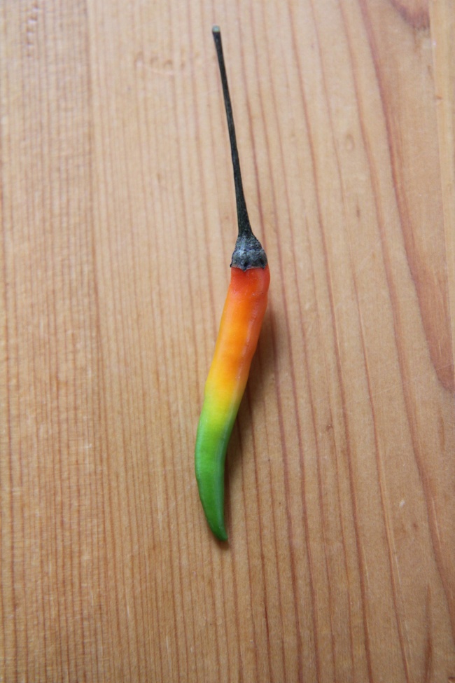 Found this chili with a perfect “mild to hot” gradient