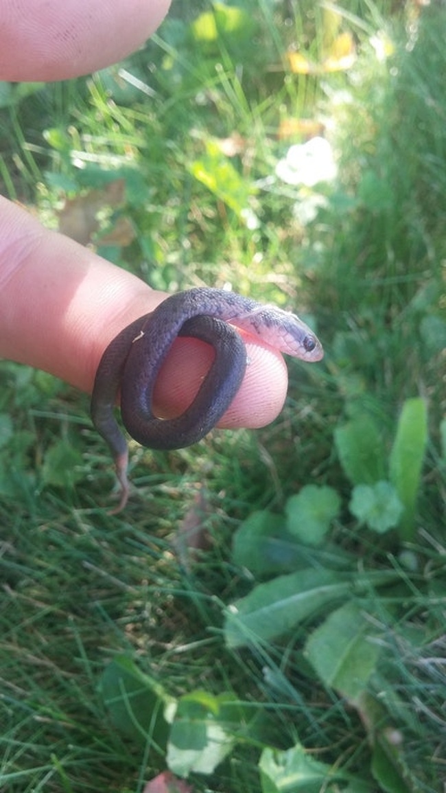 There are baby snakes.
