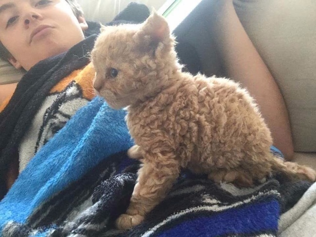 A curly kitten