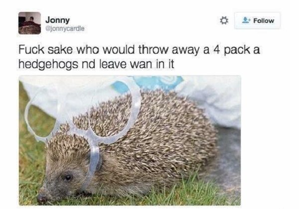scottish hedgehog twitter - Jonny Fuck sake who would throw away a 4 pack a hedgehogs nd leave wan in it