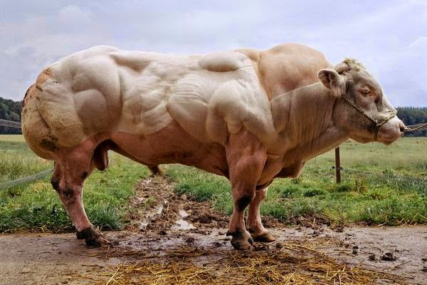 Meet the Belgian Blue, the cattle version of Arnold Schwarzenegger! This is a prime example of the genetic power that selective breeding holds.