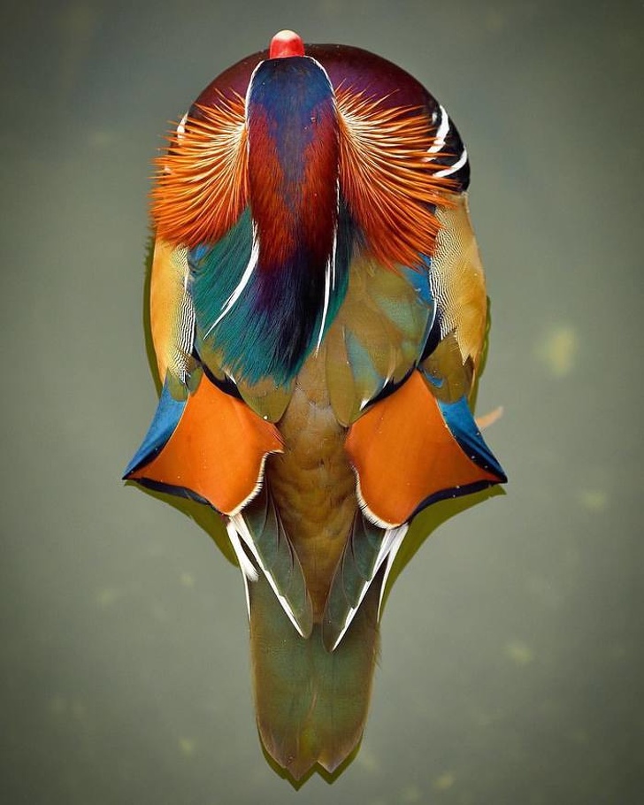 A Mandarin duck, top view