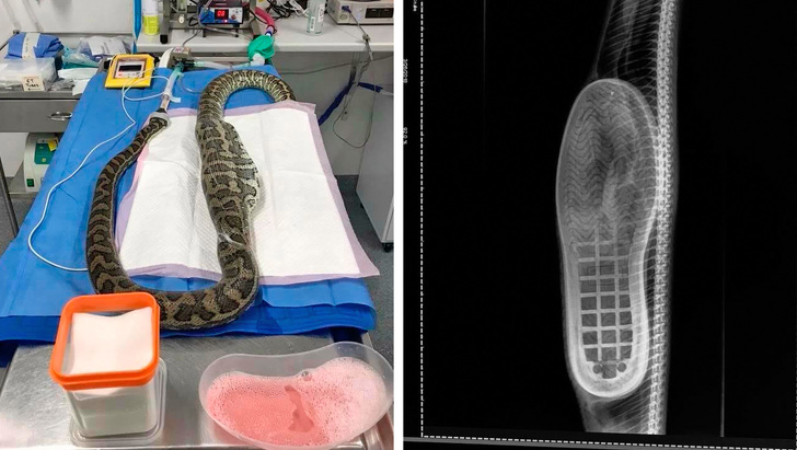 A python swallowed a slipper and it required surgery (don’t worry, they turned out fine).