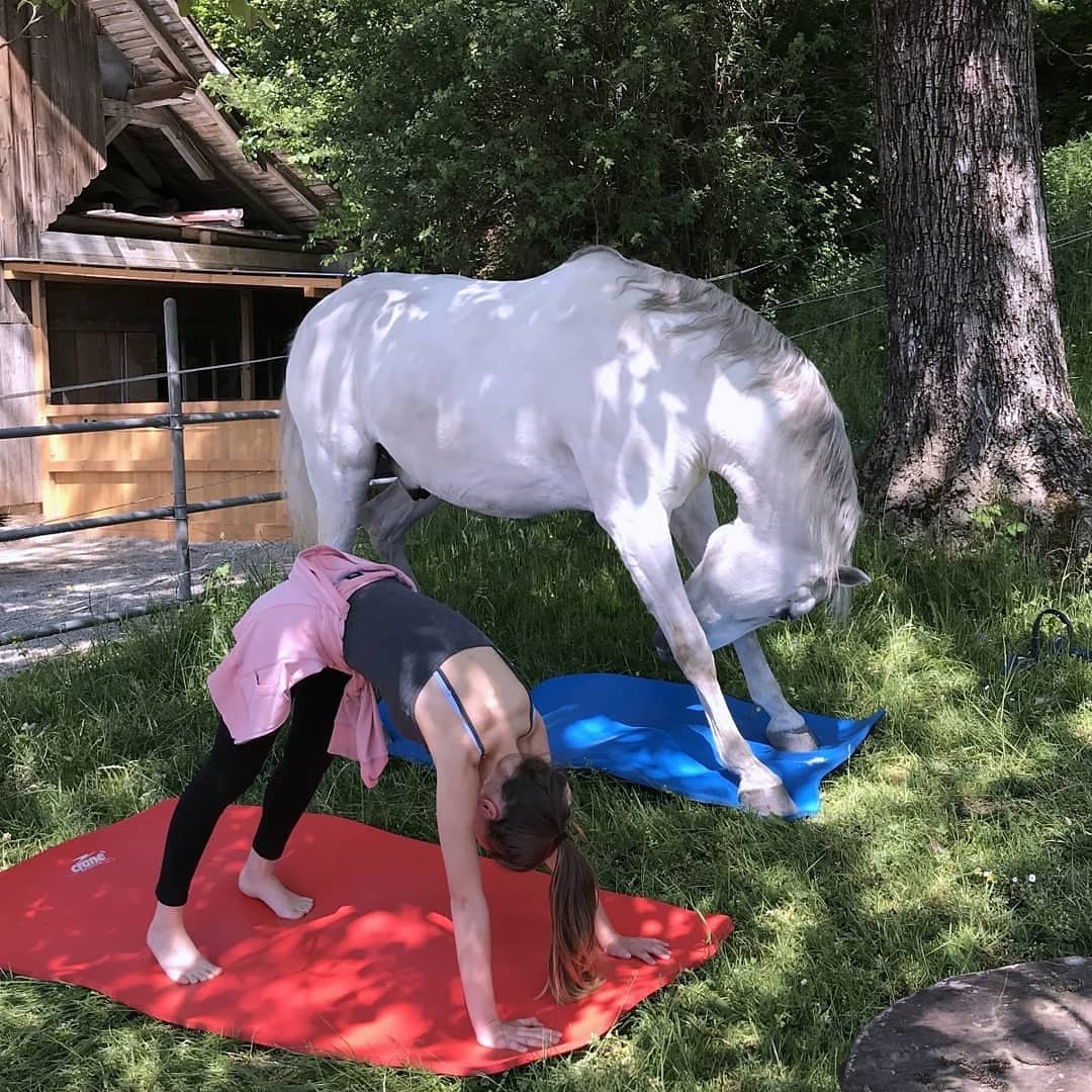 A yoga lesson with a horse