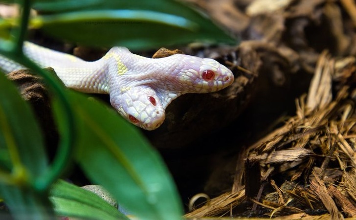 A 2-headed albino California Royal Snake