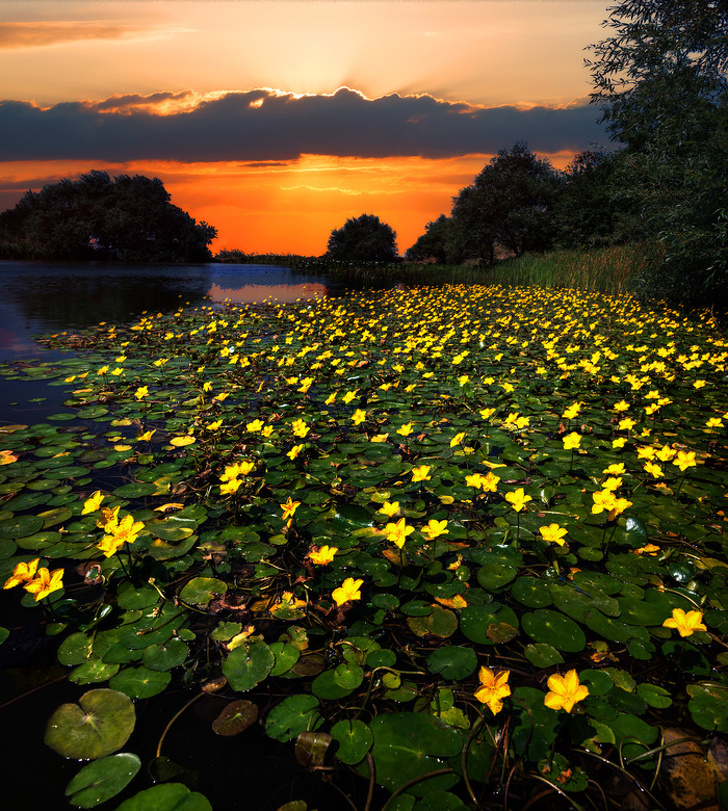 A sunset at the Monastiс Lake in Beshtau City where bog-flowers are in bloom