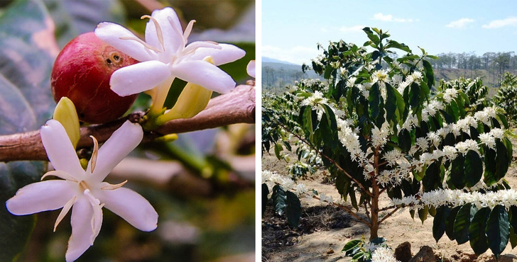 This is how coffee blossoms