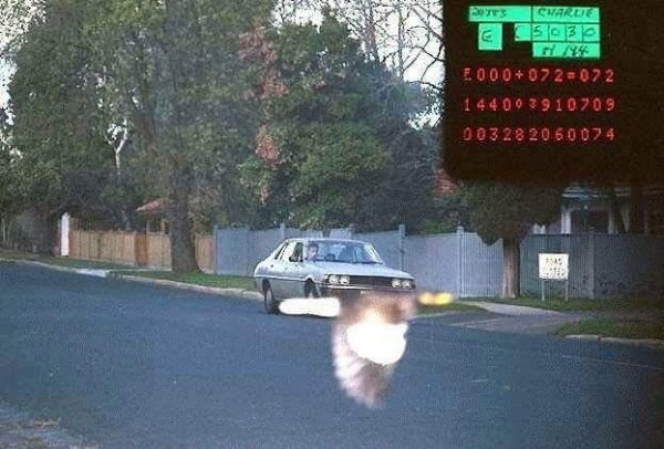 Delinquent bird prevents a traffic camera from seeing the license plate of a speeder.