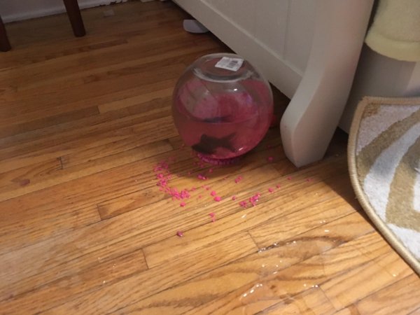 The cat knocked the fishbowl off the table. Luckily for this guy, he’s got multiple lives, too.