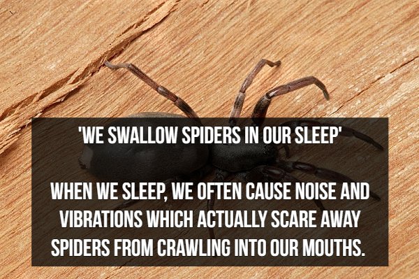 wood - "We Swallow Spiders In Our Sleep' When We Sleep, We Often Cause Noise And Vibrations Which Actually Scare Away Spiders From Crawling Into Our Mouths.