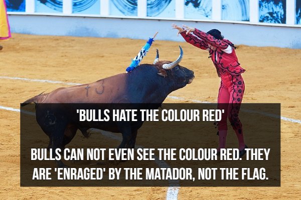 "Bulls Hate The Colour Red Bulls Can Not Even See The Colour Red. They Are 'Enraged By The Matador, Not The Flag.