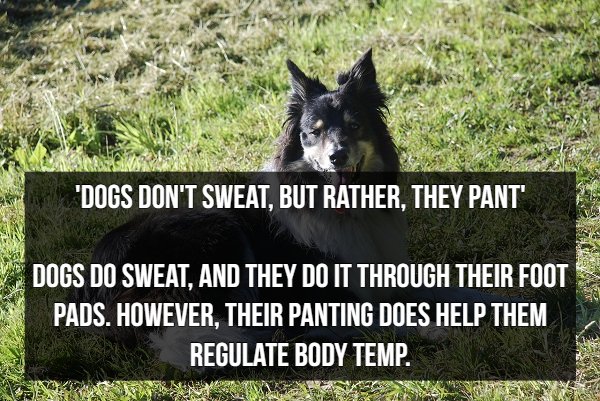 grass - "Dogs Don'T Sweat, But Rather, They Pant" Dogs Do Sweat, And They Do It Through Their Foot Pads. However, Their Panting Does Help Them Regulate Body Temp.