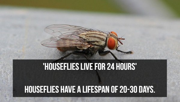 fly - Houseflies Live For 24 Hours' Houseflies Have A Lifespan Of 2030 Days.