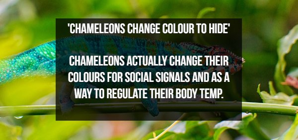 blue and green chameleon - Chameleons Change Colour To Hide Chameleons Actually Change Their Colours For Social Signals And As A Way To Regulate Their Body Temp.