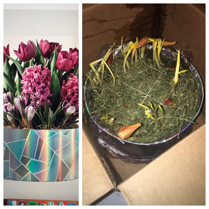 “Some flowers I bought for my mom on Mother’s Day. Left is the pic from the online catalog, right is what got delivered.”