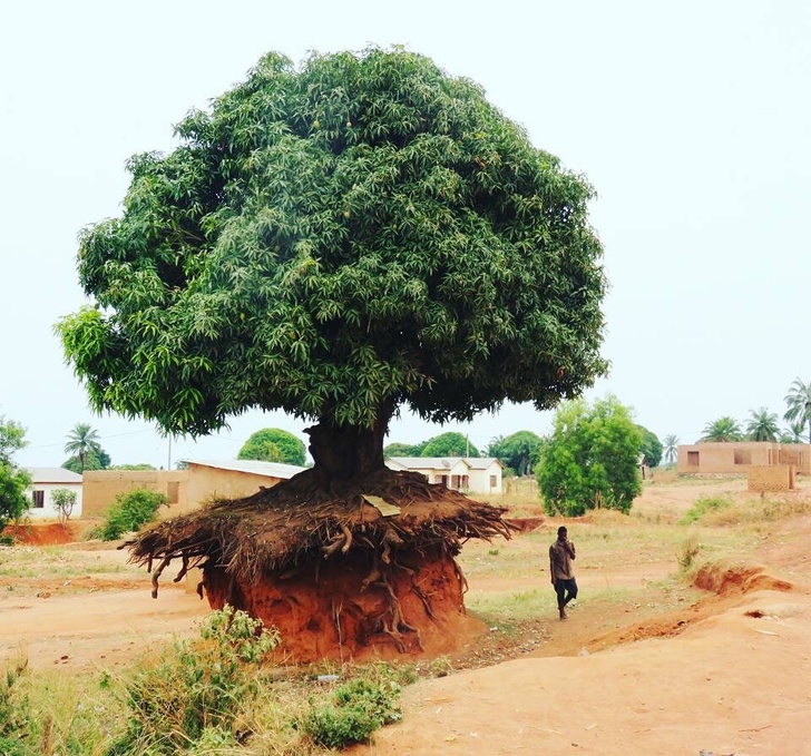 “My cousin took this amazing photo of a tree in Tanzania.”