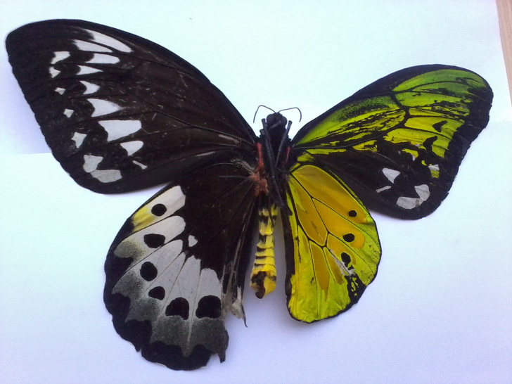“This butterfly is a bilateral gynandromorph: literally half male, half female.”