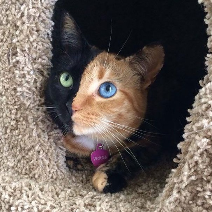 Venus, the two-faced cat