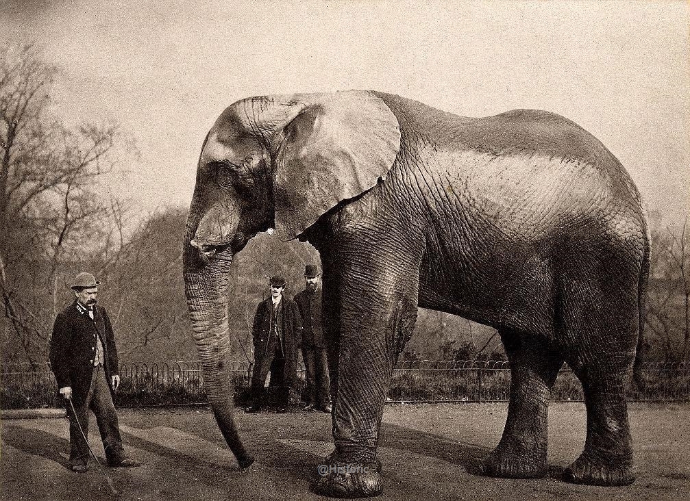The first international animal superstar Jumbo the elephant and his keeper Matthew “Scotty” Scott 1882