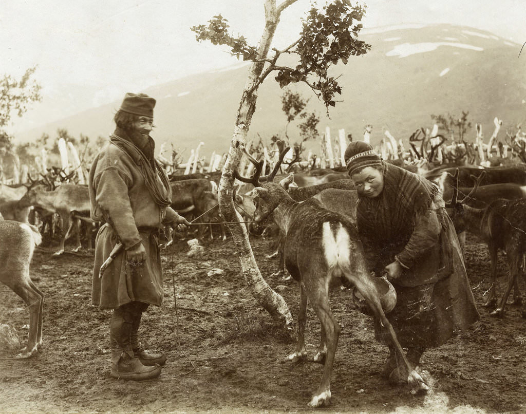 Sami people milking a reindeer in Sweden in 1902.