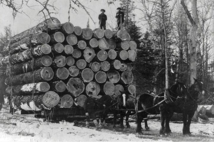 Just 4 horses being used to haul away a large amount of timber in Minnesota, US in 1895.