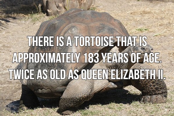 There Is A Tortoise That Is Approximately 183 Years Of Age. Twice As Old As Queen Elizabeth Ii.