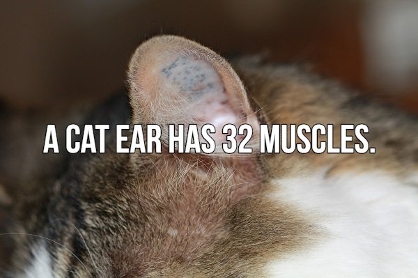 cat ear facts - A Cat Ear Has 32 Muscles.